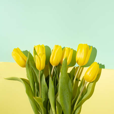 Yellow tulips on a colorful backgroundの写真素材