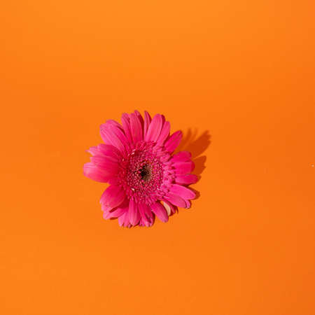 Fresh pink flower on a orange background.の写真素材