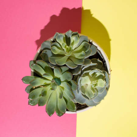 Green flowers on a colorful background.の写真素材