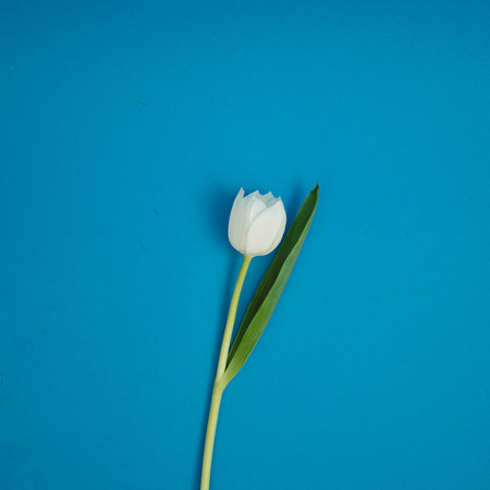 One white tulip on a blue background. Minimal fun concept.の写真素材