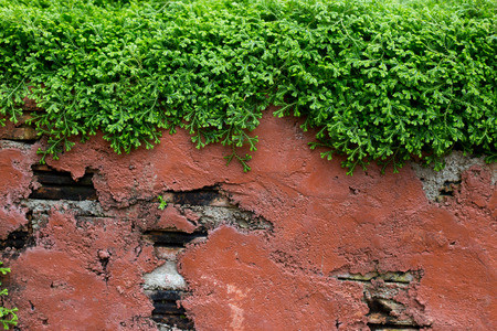 mossy wall forestの写真素材