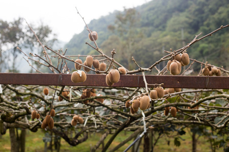 Kiwi Tree on the garden in North Thailandの写真素材