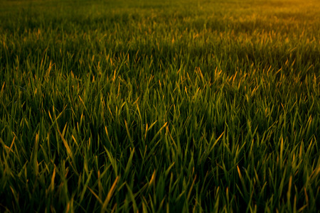 Green Terraced Rice Field in Chiang Mai , Thailandの写真素材