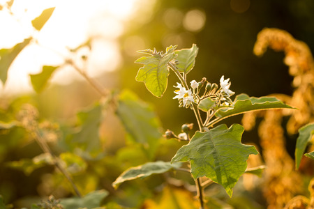 autumn leaves in forestの写真素材