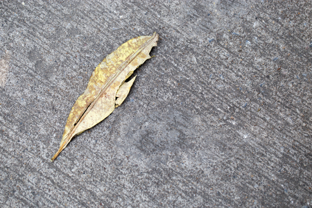 leaf on asphalt at sunsetの写真素材