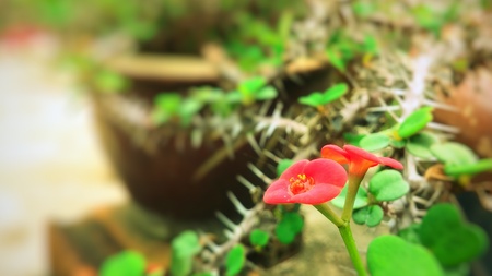 crown of thorns flowerの写真素材