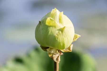 water lily greenの写真素材