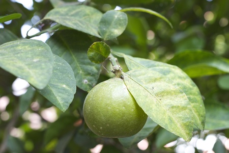 lemonの写真素材