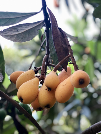 Ripe loquatの写真素材