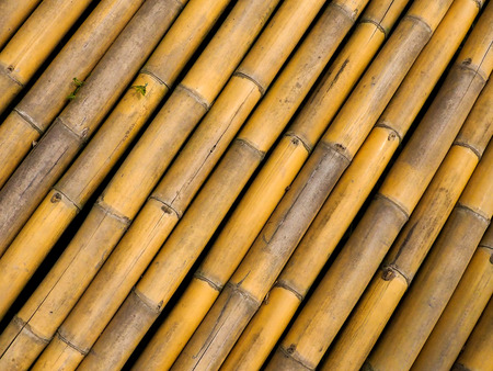 bamboos background and textureの写真素材