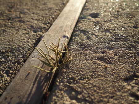 small cactus on ground with natural sunlightの写真素材
