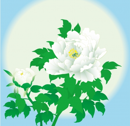 Romantic vector background white peony のイラスト素材