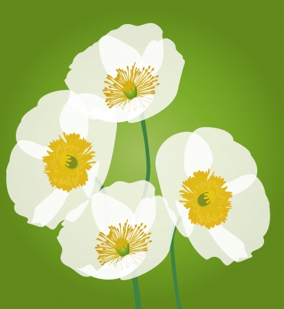 Row of poppy flowers isolated on green background のイラスト素材
