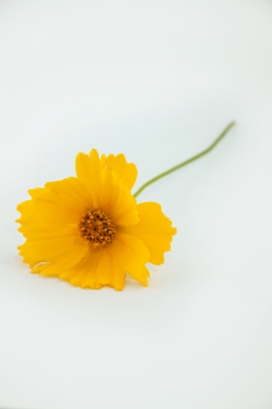 Yellow daisyの写真素材