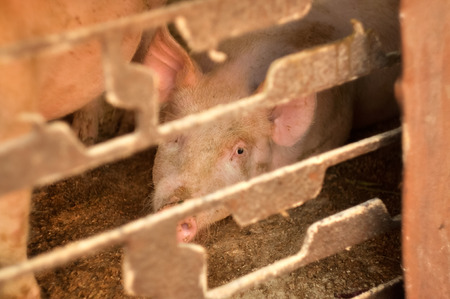 Pinky pig on farm