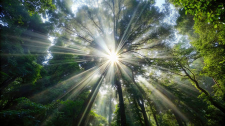 Tropical rainforest with sunbeams and lens flare.の素材