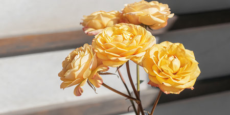 Yellow roses in bloom on a simple background with soft lightingの素材