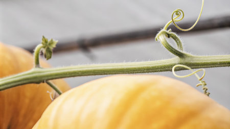 Close-up of a pumpkin vine curling around a bright orange pumpkin in a gardenの素材