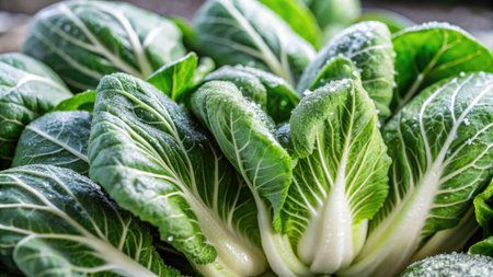 Fresh green bok choy on wooden backgroundの素材