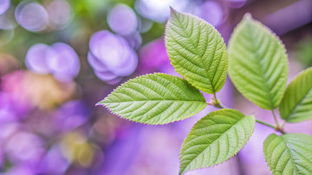 green leaves on blurred background with bokeh effect, nature backgroundの素材