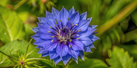 Close up of a blue cornflowerの素材