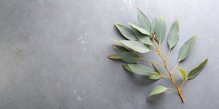 Eucalyptus branch on grey background, flat lay. Space for textの素材