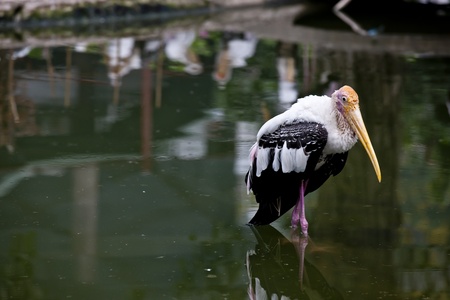 The shot of marabou bird standing on the water. の写真素材