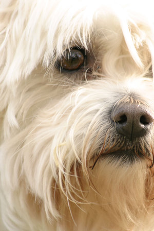 A scruffy maltese terrierの写真素材