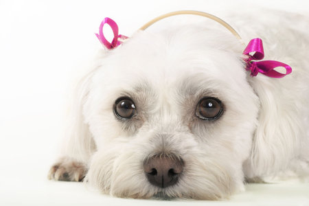 Pampered Pooch -Maltese dog with pink ribbonsの写真素材