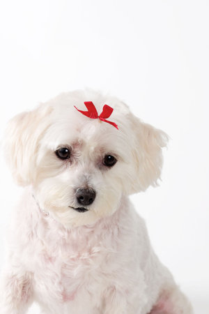 Sad looking puppy dog.の写真素材