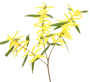 This acacia has cylindrical spike nflorescences and a flat leaf structure, called phyllodes.      Acacia Bug (Eucerocoris tumidiceps) can cause damage to the foliage of wattles with phyllodes and is difficult to control.     There are 1350 species of acacの写真素材