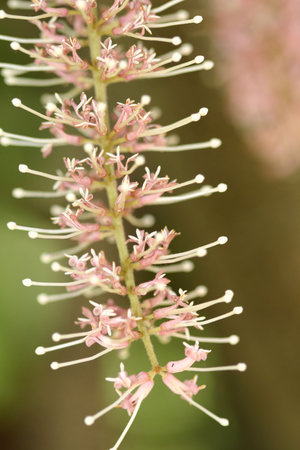 Closeup of a macadamia flower.  The flower cluster is a raceme with 200 or more  flowers, that have no petals, but four petaloid sepals. Flowers are pink on M. tetraphylla and creamy white on M. integrifolia. Each flower has four stamens and a pistil withの写真素材
