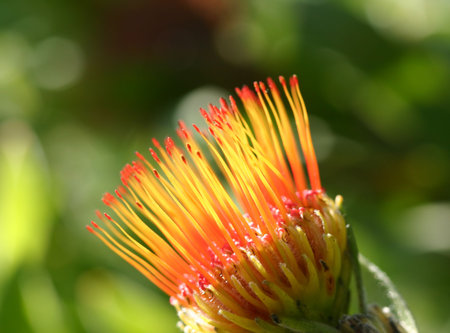 Angled view of the pincushion protea. Flower heads have a mass of styles. When the flowers are fully...
