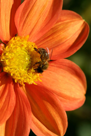 Bee collecting pollen from a Dahlia,, an orange red  dahlia variety