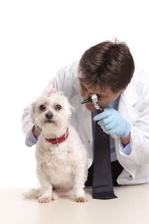 A veterinarian inspects a pet dogs ears during a checkupの写真素材