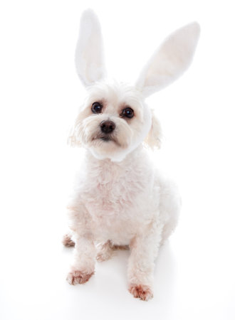 An alert white fluffy little dog wearing white bunny ears, suitable for humour or easter.  White background.の写真素材