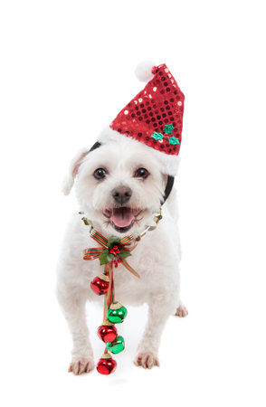 An adorable white maltese dog standing with pretty red and green jingle bells tied to decorative festive ribbon decoration.  White background.の写真素材