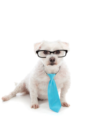 A small white dog looking through black rim glasses with a serious concentrated attentive look. White background.の写真素材