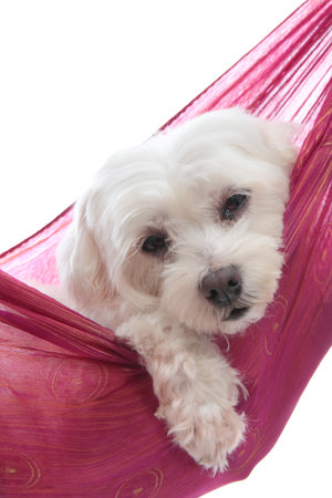 An adorable white maltese terrier very relaxed or sleepy   White background 