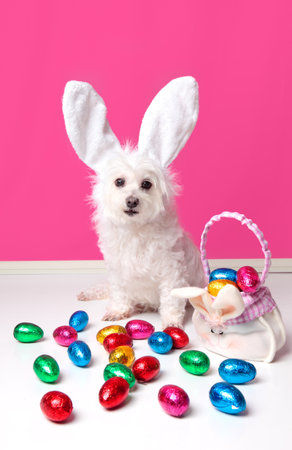 An adorable dog wearing bunny ears and surrounded by lots of colourful easter eggs.の写真素材