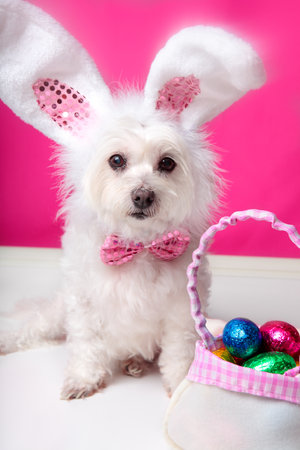 A dog wearing bunny ears sits beside a bag ful of delicious easter eggs. Pink background. Closeupの写真素材