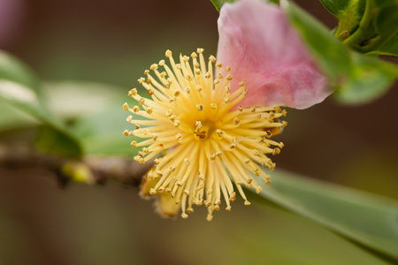 Beautiful abstract shot showing  the pistil and stamen of a flower   The reproductive areaの写真素材