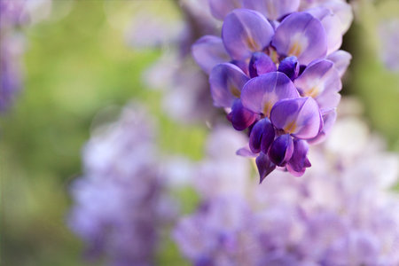 Abstract wisteria racemes flowering in spring gardenの写真素材