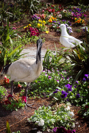 Australian White Ibis  Threskiornis moluccus   in garden   An imposing sight, a black and white bird standing  three-quarters of a metre tall with a bald black head, long legs and distinctive, down-curved beak の写真素材