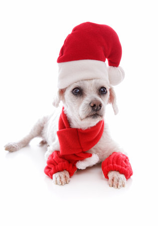 Cosy dog wearing a scarf leg warmers and a santa claus hat for Christmas   White background の写真素材