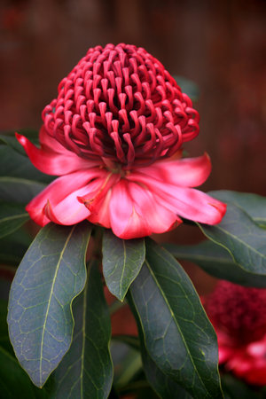 The showy flowers of the waratah consist of many small flowers densely packed into conical or peaked dome-shaped heads   Reds, crimsons, pinks and a rare white are varieties   The waratah means beautiful or handsome   NSW flower emblemの写真素材
