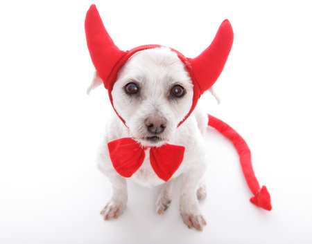 Little dog with devil horns and tailの写真素材