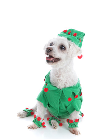 A small pet dog wears a green with red pom poms jacket and hat and is looking up with anticipation. ...