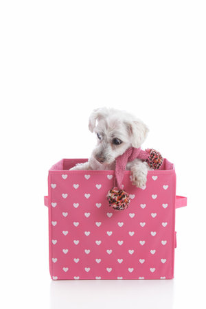 Small white puppy dog wearing a winter scarf and in a pink and white love heart box の写真素材