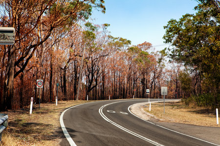 Trees and bushland burnt during bushfire in the Blue Mountains, Australaiのeditorial素材
